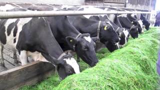 Zero grazing system at the Harpur Farm in Bessbrook [upl. by Eisoj]