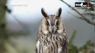 An Introduction to the Longeared Owl Asio otus by Wild Owl [upl. by Latin]