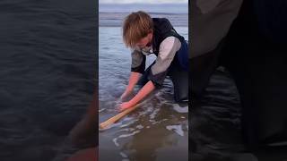 How to Hand Dig a Razor Clam  Oregon Coast  razorclams seafood clamming outdoors usa food [upl. by Akemet]