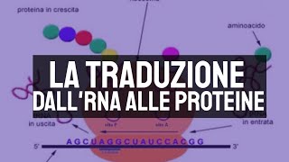 La traduzione dallRNA alle proteine 🧬 [upl. by Joub]