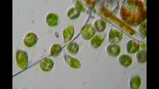 Microrganismi in una goccia dacqua  Euglena [upl. by Dianthe]