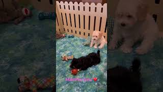 Moxie amp Millie wwwpuppyplacebiz cutepuppies maltipoopuppy maltipoo [upl. by Gayel]