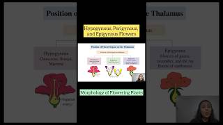 Hypogynous Perigynous and Epigynous Flowers  Morphology of Flowering Plants  NEET  CBSE  AIIMS [upl. by Onaled]