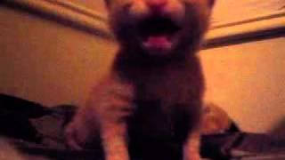 Kitten MGM Lion Roar [upl. by Kera]