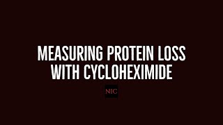 Using Fungicide Cycloheximide to Measure Protein Degradation [upl. by Elson]