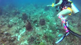 Scuba Diving  Key Largo  Conch Wall [upl. by Akinajnat485]