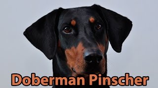 The Right Companion Doberman Pinscher [upl. by Kall344]