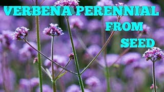 How to grow Verbena bonariensis from seed [upl. by Ylrae]