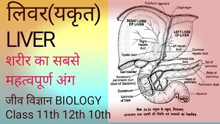 Liver  यकृत  लिवर  लिवर की संरचना तथा कार्य  सबसे बड़ी ग्रंथि [upl. by Kahcztiy]