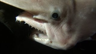 Rare Footage Of Goblin Shark With Alienlike Jaws  SHARK WEEK [upl. by Georglana]