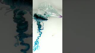 Portuguese Man o War Physalia physalis  Observed in Description [upl. by Alexandrina254]