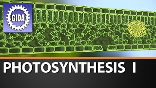 Trailer  Photosynthesis I  Schulfilm [upl. by Anesusa]