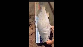 Taylors lake 110 cm Murray Cod caught by Craig Chilton [upl. by Lehcyar882]