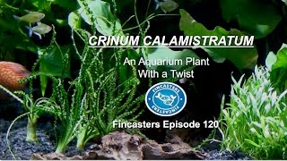 CRINUM CALAMISTRATUM An Aquarium Plant with a Twist Fincasters Episode 120 [upl. by Bravin]