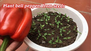 How to grow bell peppers at home [upl. by Ahsykal564]