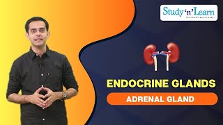 Endocrine Glands  Adrenal glands  Control and Coordination [upl. by Currie83]