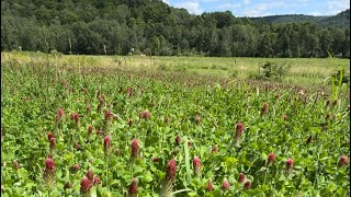 Crimson clover food plot [upl. by Byrdie]