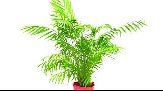 How To Tidy Up A Parlour Palm [upl. by Broeker]