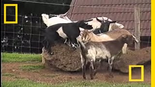 Fainting Goats  National Geographic [upl. by Winton]