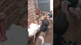 Free range system chicken subscribe farming shorts [upl. by Okihcim927]