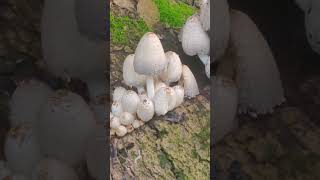 Coprinus mushrooms on a wooden log [upl. by Carley]