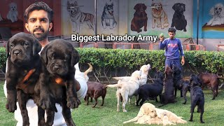 ऐसा Dog Farm रोज देखने को नहीं मिलता  English Labrador  Labrador Retriever  Labrador Kennel [upl. by Buine83]