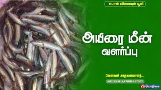 அயிரை மீன் வளர்ப்பு  Successful Farmer Story [upl. by Tiersten608]