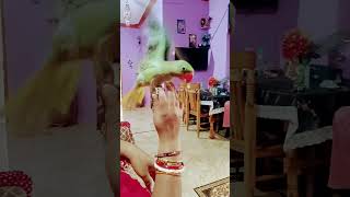 m tota m tota lal rang ka m viral mittoo parrot parrotlover birds [upl. by Omor]