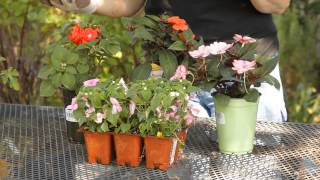 How to Propagate Impatiens Flowers  Garden Space [upl. by Zawde46]