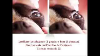 Modalità per applicazione collirio o pomata su animali domestici [upl. by Tattan529]