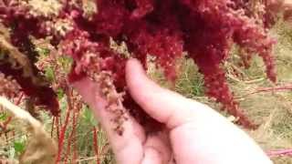 When To Harvest Amaranth [upl. by Isnyl]