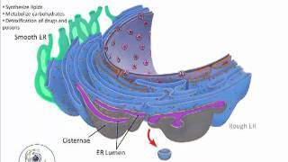 Endoplasmic Reticulummp4 [upl. by Acinoj]