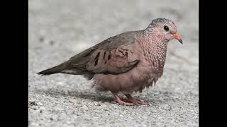 Columbina passerina Common Ground Dove [upl. by Ayam]