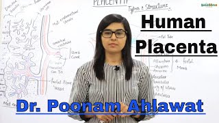 Human Placenta Structure and Function Human Reproduction Dr Poonam Ahlawat Biozooms Classes [upl. by Ilah]