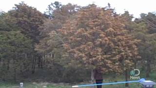 Massive Tree Pollen Explosion Explained [upl. by Gavin]