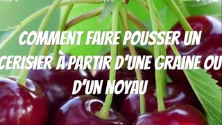 COMMENT SEMER UN NOYAU DE CERISE 🍒 faire pousser un cerisier [upl. by Sula]