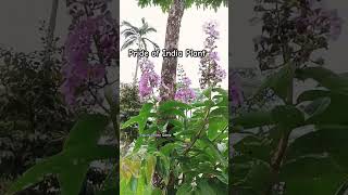 prideofindia plant lagerstroemia speciosa scientific name short [upl. by Wadell]