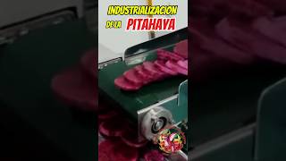 😯😯Pulpa de PITAHAYA deshidratada💥 fruta pitahaya pitaya industrialimentaria [upl. by Pollitt]