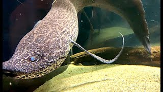 プロトプテルス エチオピクス African lungfishLungfish Protopterus aethiopicus [upl. by Joris]