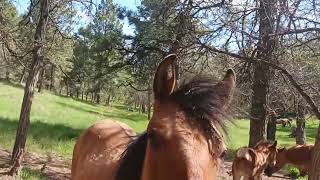 Satoshi Ōmura found a bacteria Streptomyces avermitilis where horses had cleared ground in Japan [upl. by Aretse982]