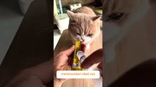 Paksa kucing minum obat cat catlover kucinglucu [upl. by Brynna]