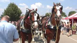 Budweiser Clydesdales at The Ohio State Fair [upl. by Laehcim]