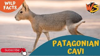 Meet the Patagonian Cavy The Fourth Largest Rodent On Planet Earth [upl. by Huey]