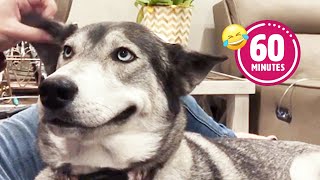 FUNNY Husky Moans for Scratches 😂  BEST Cat amp Dog Videos 2023 [upl. by Engle]