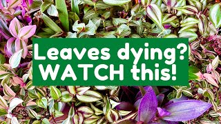 Why The Leaves On Your Tradescantia Are Dying  Tradescantia Care Guide [upl. by Aicnarf]