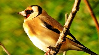 Goldfinch Bird Song and Sounds  Birds Singing  One Hour of Beautiful Goldfinches [upl. by Pollux]