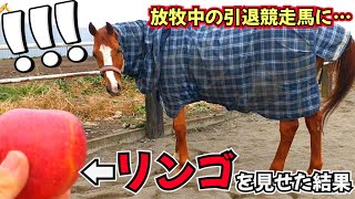 放牧中の引退競走馬にリンゴを持って近づいた時の反応が可愛すぎました…。【ツルマルボーイ様のシモベ】 [upl. by Eerb]