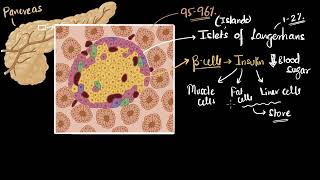 Pancreas insulin amp glucagon  chemical coordination  Biology class 11  Khan Academy [upl. by Acinahs558]