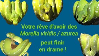 5 magnifiques Morelia viridis azurea mais attention [upl. by Wurtz]