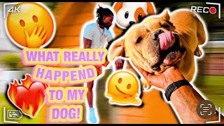 WHAT REALLY HAPPEN TO MY DOG [upl. by Marlo]